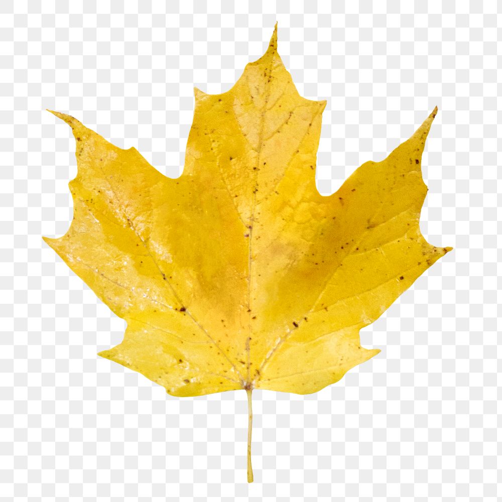 Autumn maple leaf png, transparent background