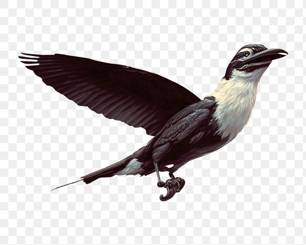 Black bird png wild animal, transparent background. Remixed by rawpixel.