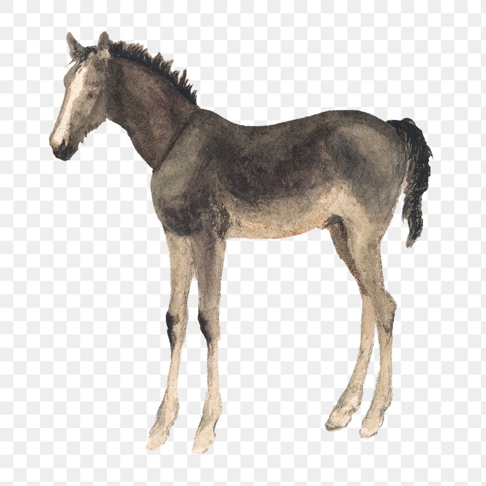 Black horse png animal, transparent background. Remixed by rawpixel.