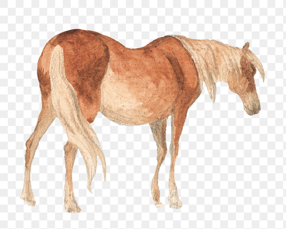 Brown horse png animal, transparent background. Remixed by rawpixel.