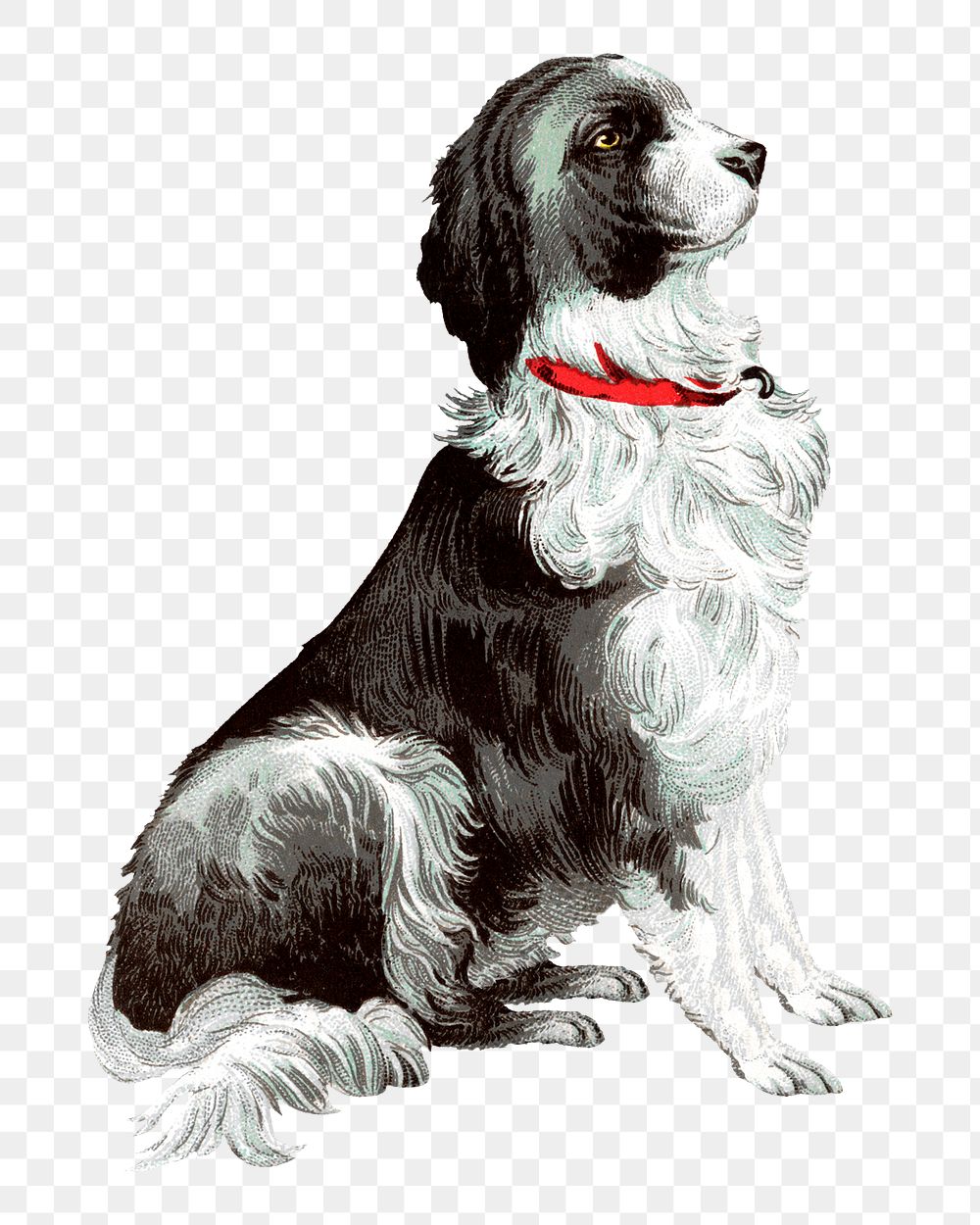 Vintage dog png English Springer Spaniel, transparent background. Remixed by rawpixel.