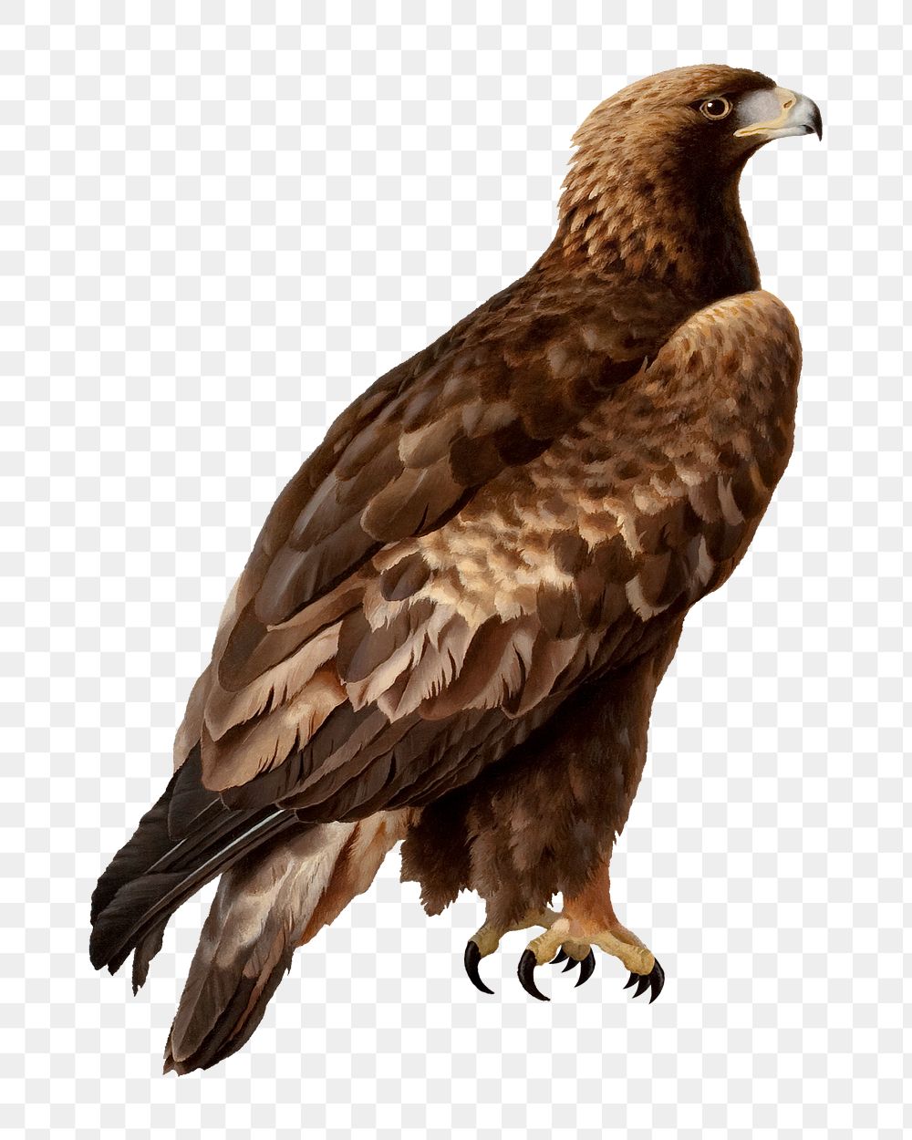 Golden eagle png wild animal, transparent background. Remixed by rawpixel.
