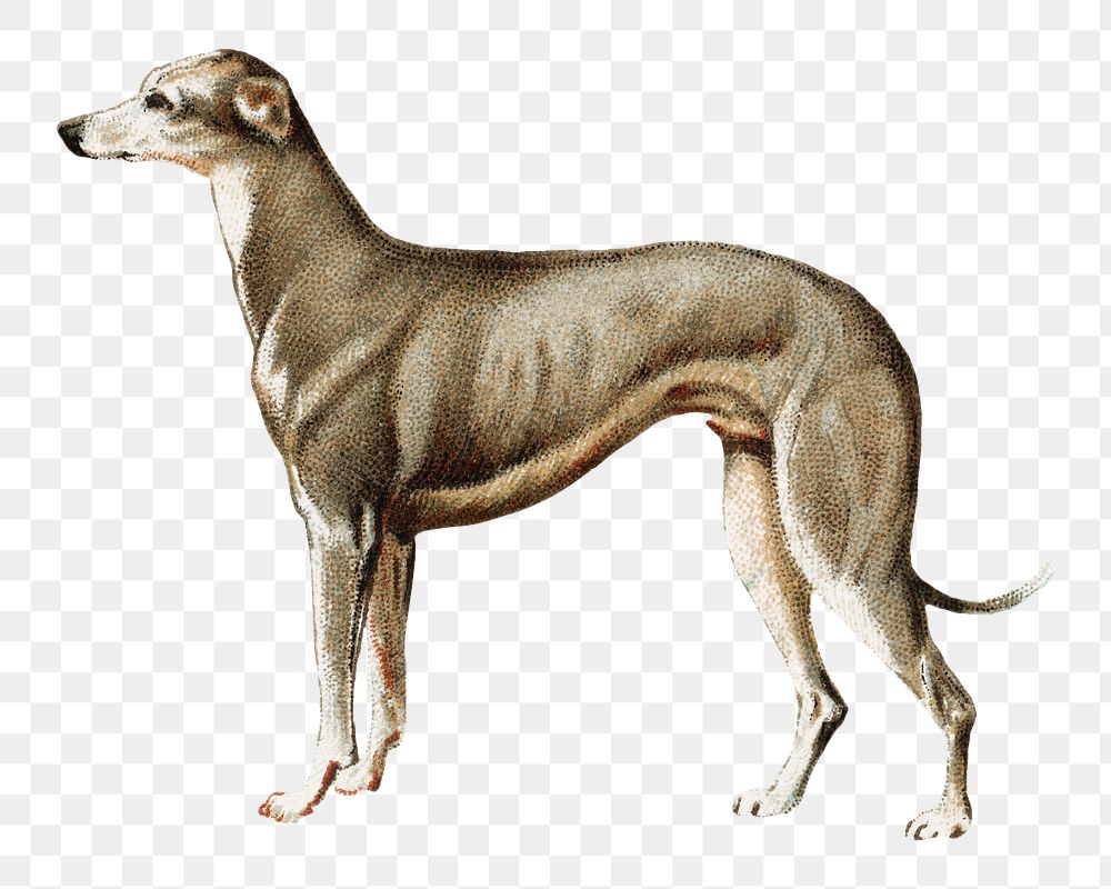 Greyhound png dog, transparent background. Remixed by rawpixel.