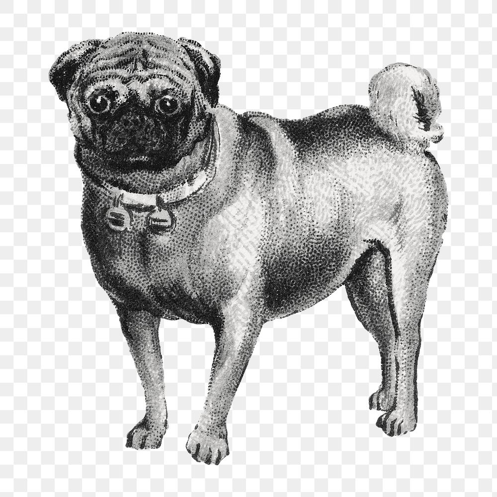 Pug png dog, transparent background. Remixed by rawpixel.
