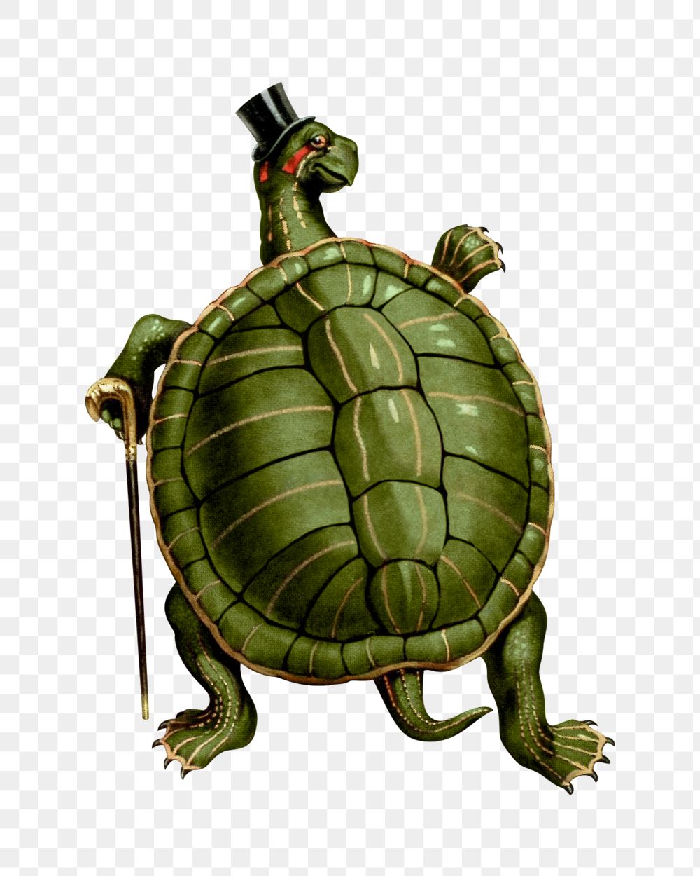 PNG turtle character vintage illustration on transparent background. Remixed by rawpixel. 