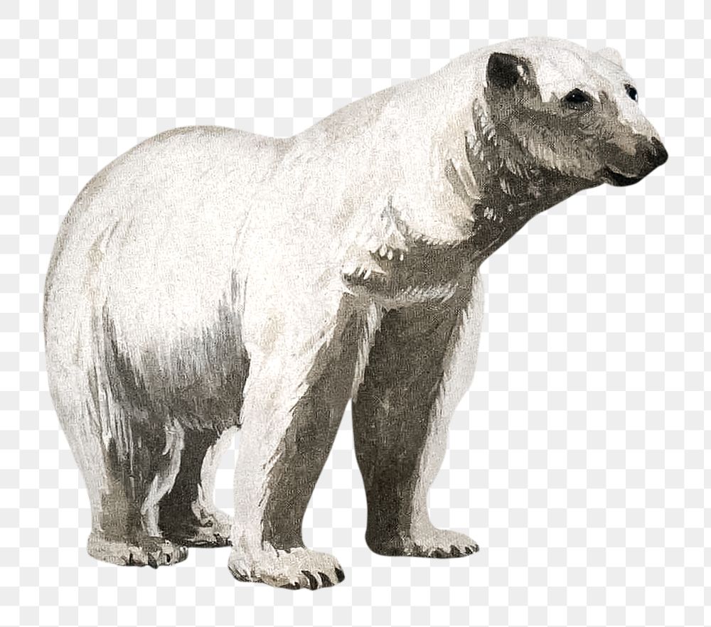 PNG polar bear vintage illustration on transparent background. Remixed by rawpixel. 