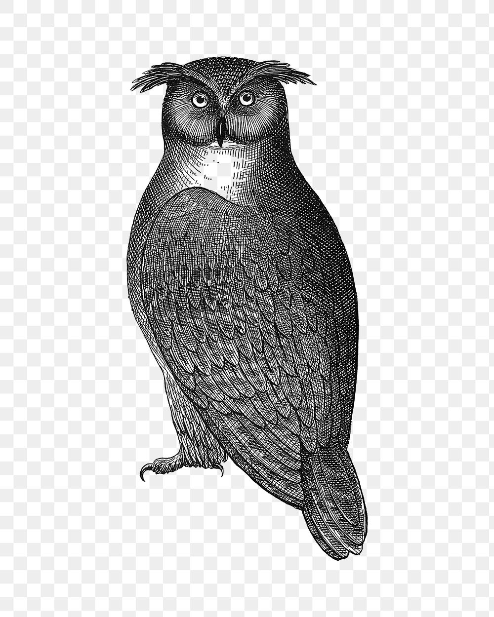 PNG owl vintage illustration on transparent background. Remixed by rawpixel. 