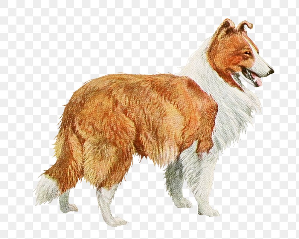 PNG Rough Collie dog vintage illustration on transparent background. Remixed by rawpixel. 