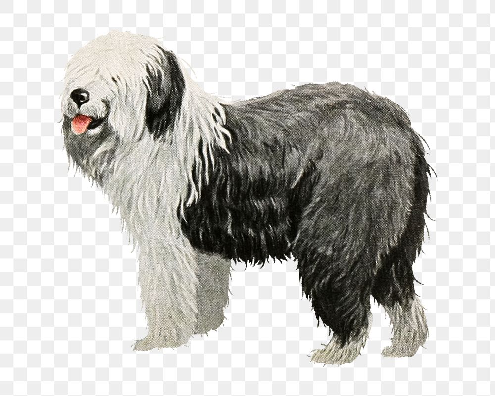 PNG Old English Sheepdog vintage illustration on transparent background. Remixed by rawpixel. 