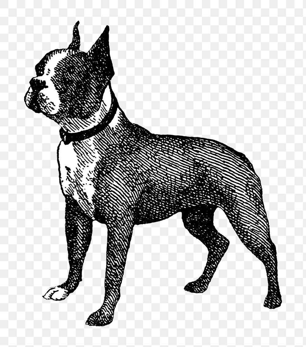 PNG Boston Terrier dog vintage illustration on transparent background. Remixed by rawpixel. 