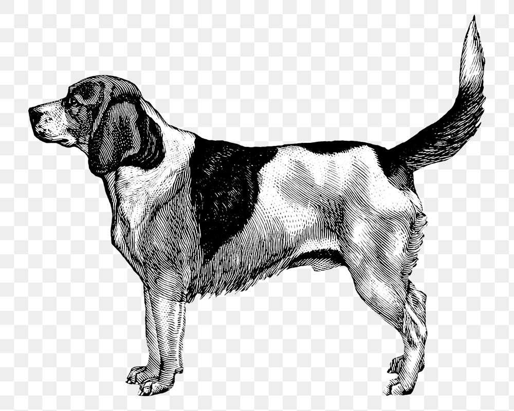 PNG Artois Hound dog vintage illustration on transparent background. Remixed by rawpixel. 