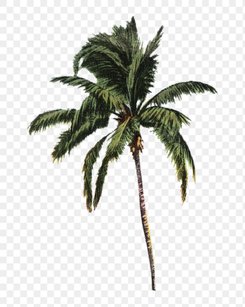 Vintage palm tree png chromolithograph art, transparent background Remixed by rawpixel. 