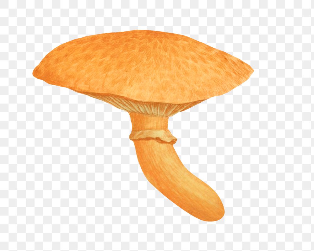 PNG Orange mushroom, vintage botanical illustration by James Sowerby, transparent background. Remixed by rawpixel.