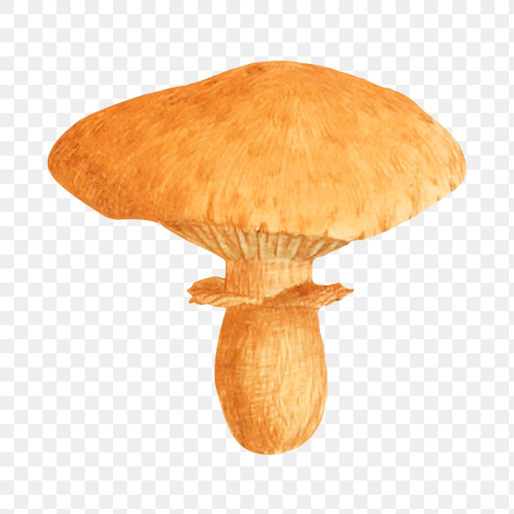 PNG Orange mushroom, vintage botanical illustration by James Sowerby, transparent background. Remixed by rawpixel.