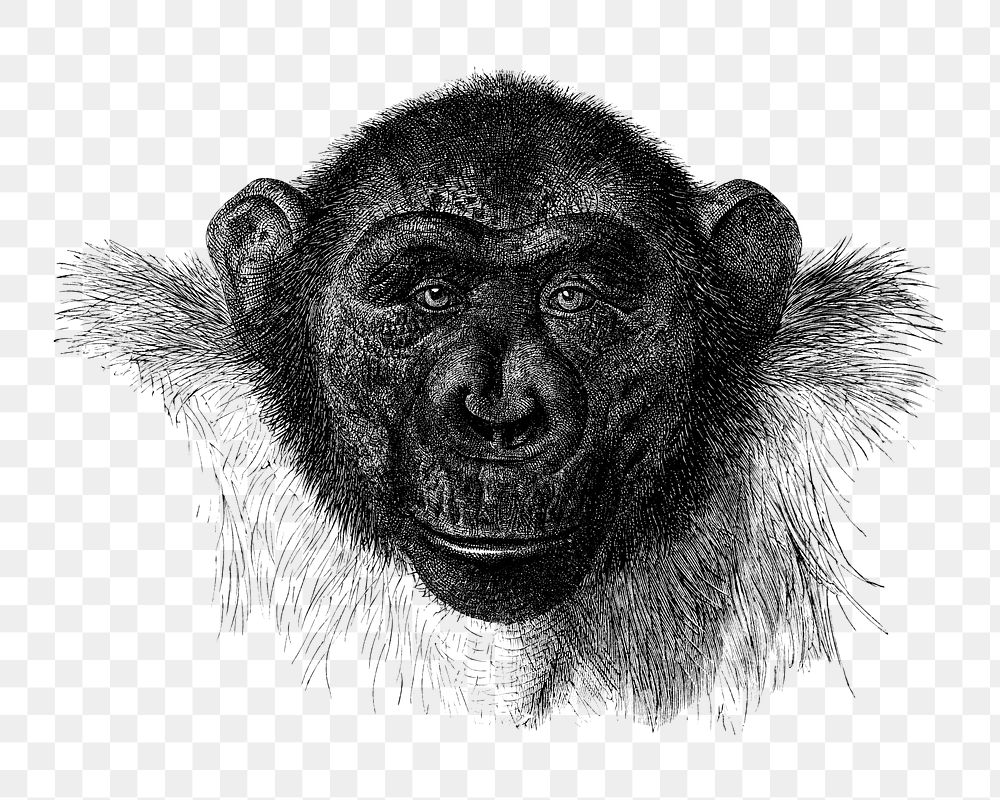 PNG Chimpanzee drawing, vintage monkey illustration, transparent background. Remixed by rawpixel.