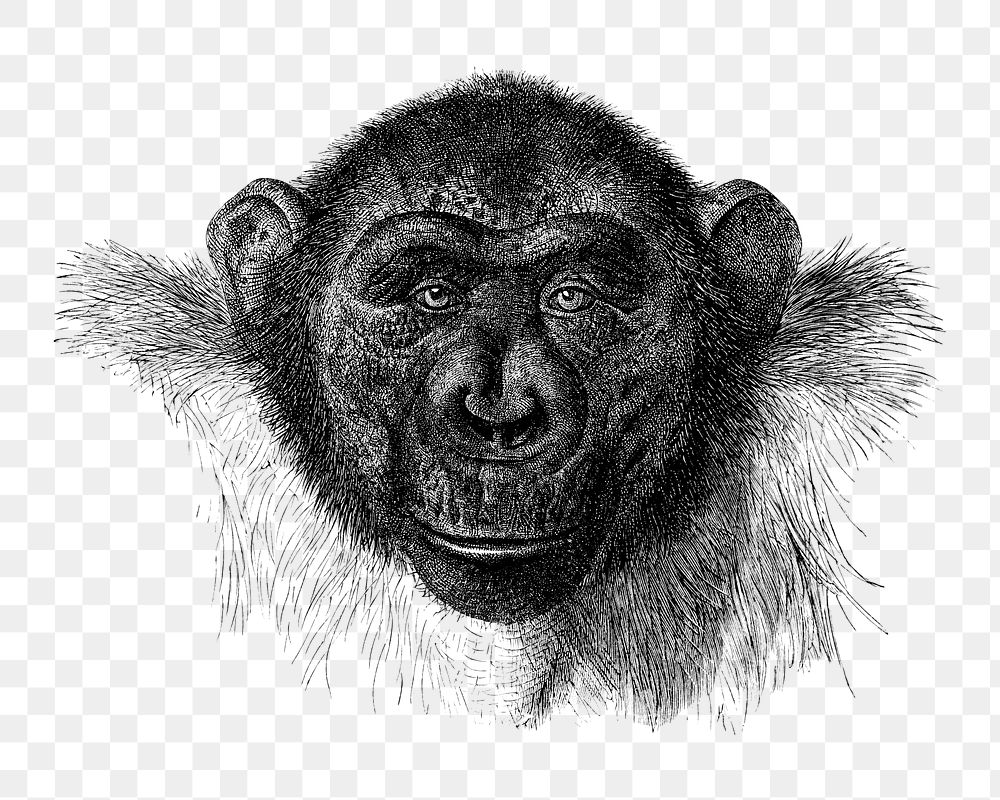 PNG Chimpanzee drawing, vintage monkey illustration, transparent background. Remixed by rawpixel.