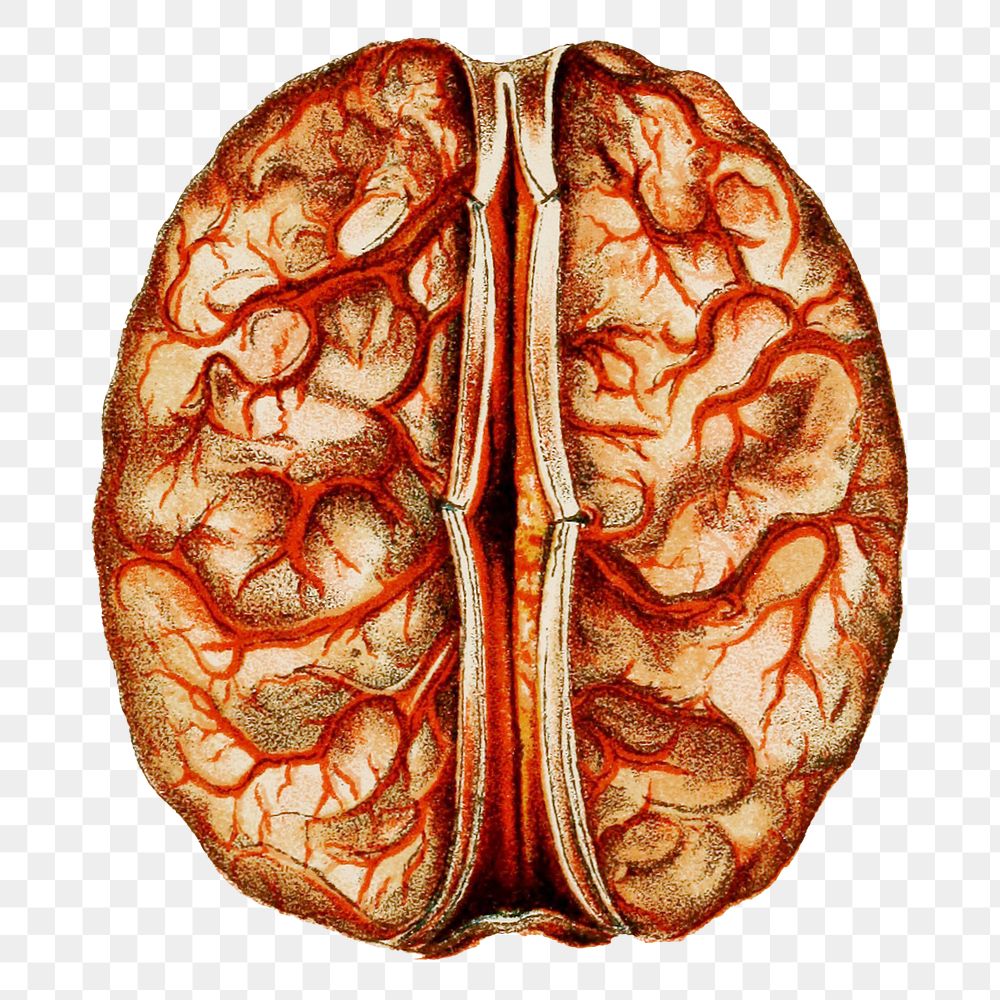 PNG Brain, medical illustration, transparent background