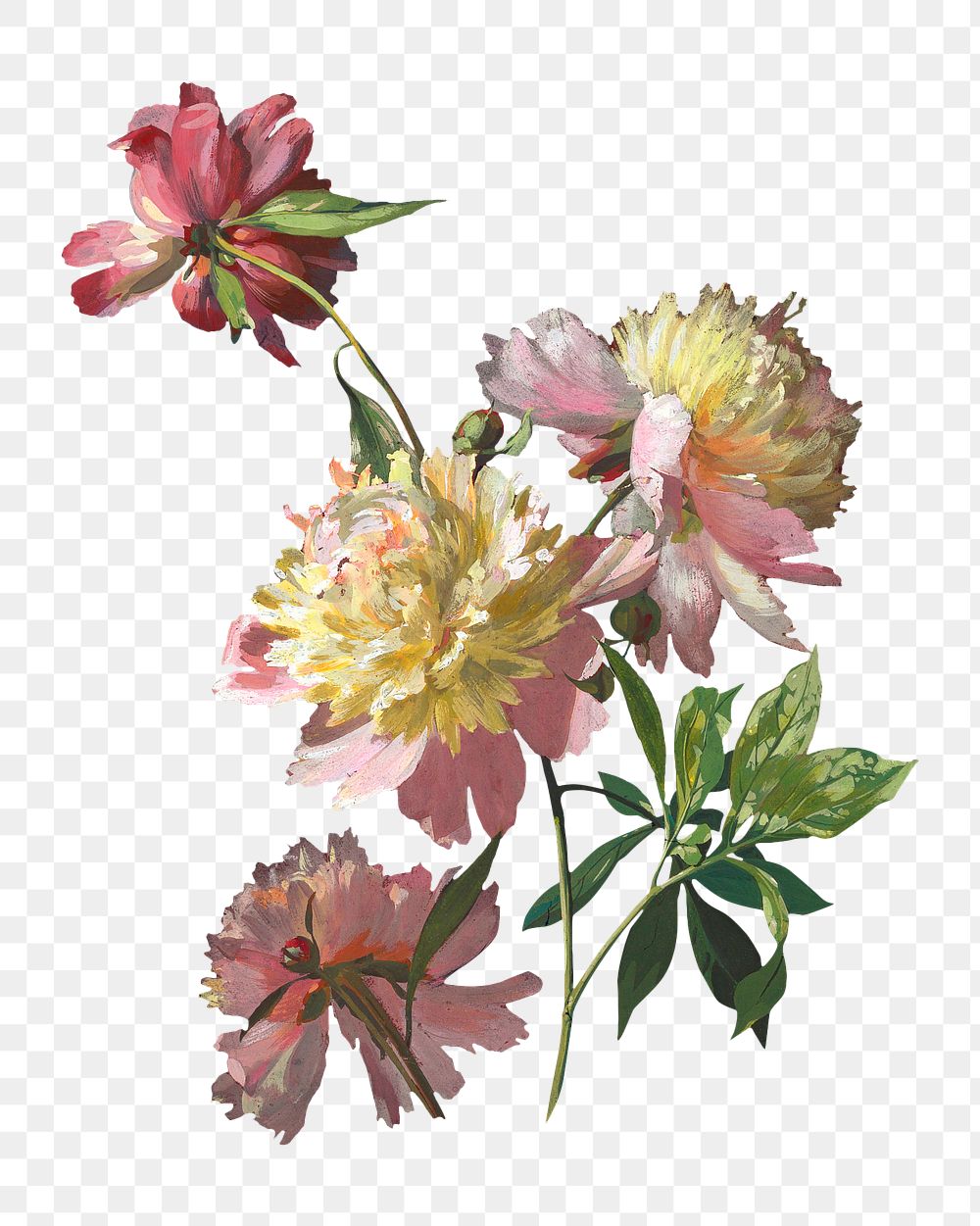 PNG Peony flower, vintage botanical illustration, transparent background. Remixed by rawpixel.