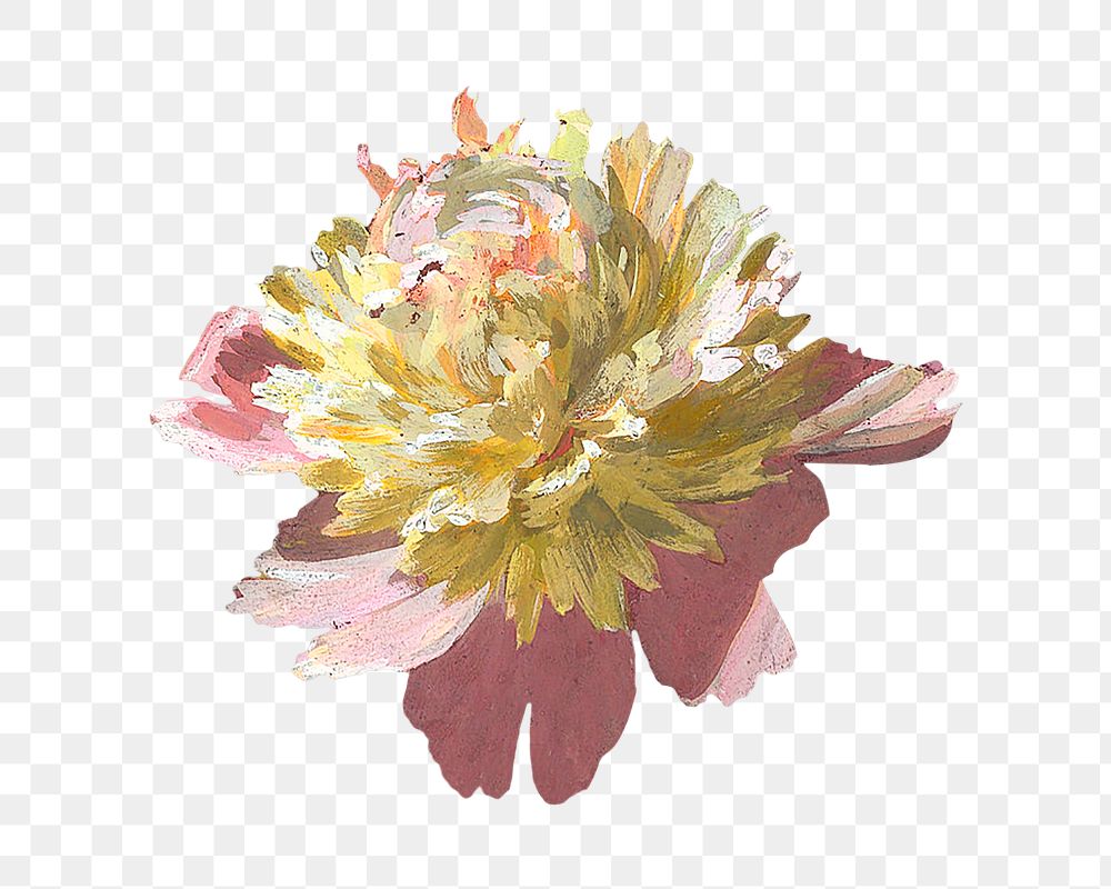 PNG Peony flower, vintage botanical illustration, transparent background. Remixed by rawpixel.