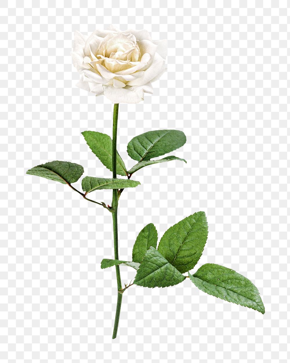 White rose png collage element, transparent background
