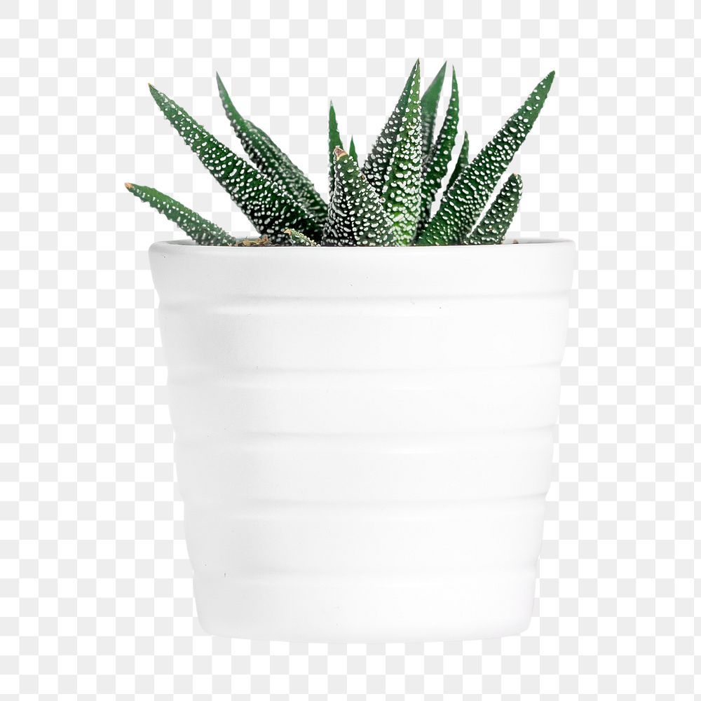 Haworthia png collage element, transparent background