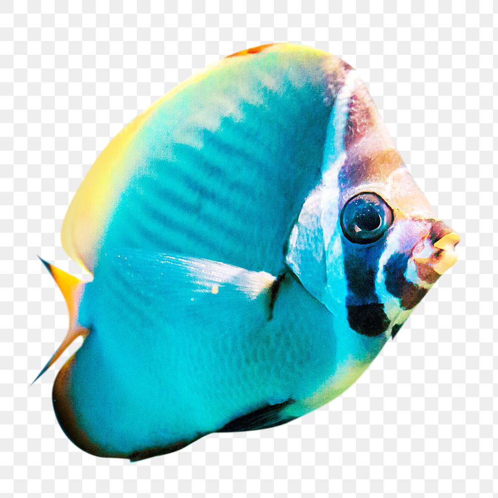 PNG  exotic fish  animal, collage element, transparent background