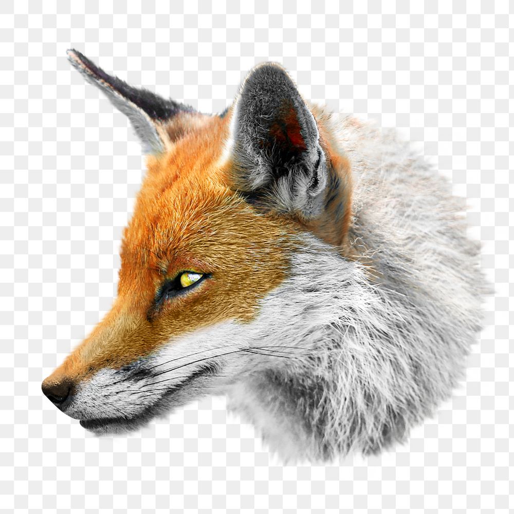Orange fox png, side view collage element, transparent background