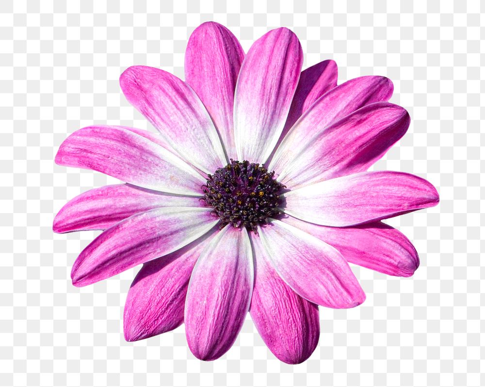 Pink cape marguerite png flower, transparent background