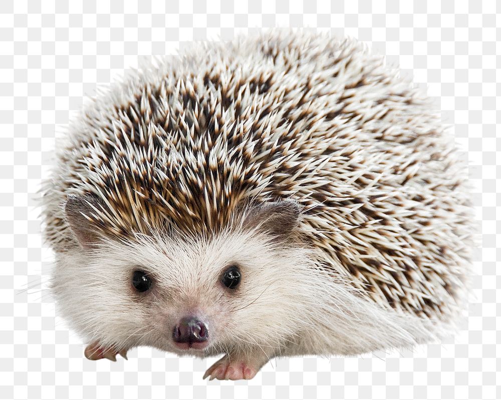 Hedgehog png collage element, transparent background