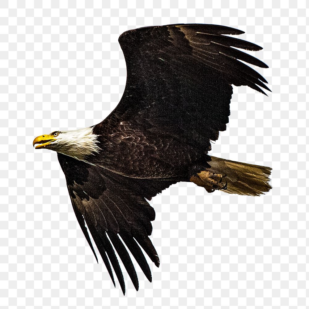 Bald eagle png collage element, transparent background