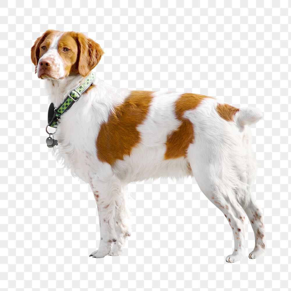 PNG Brittany dog collage element, transparent background