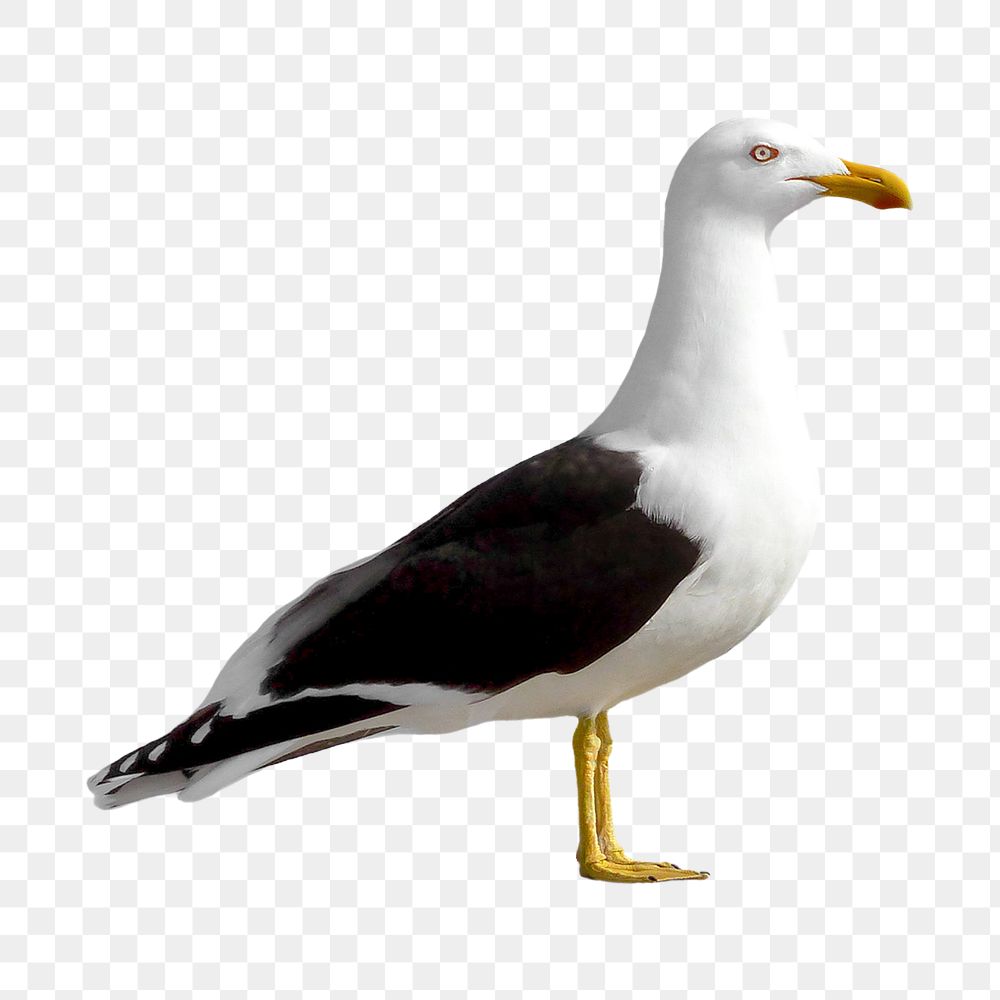 Black gulls png, transparent background