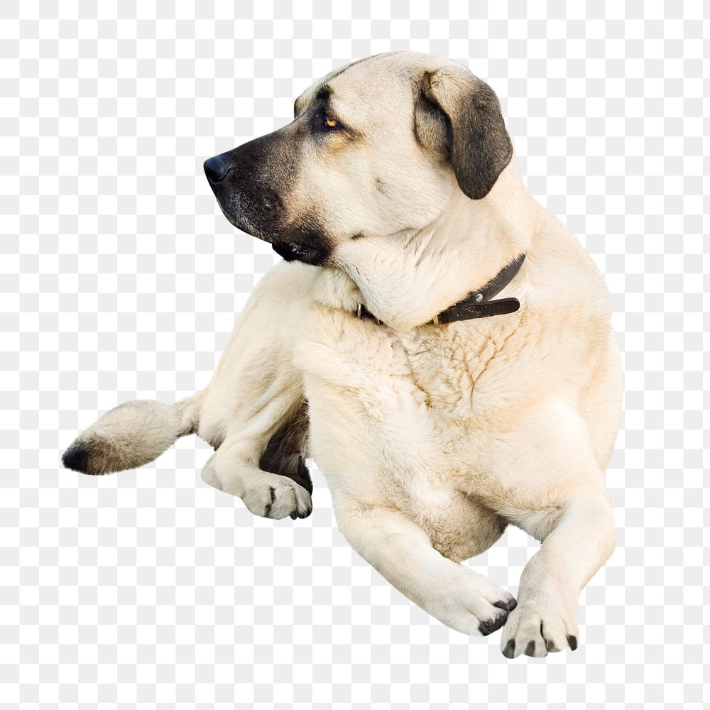 Shepherd dog png, design element, transparent background