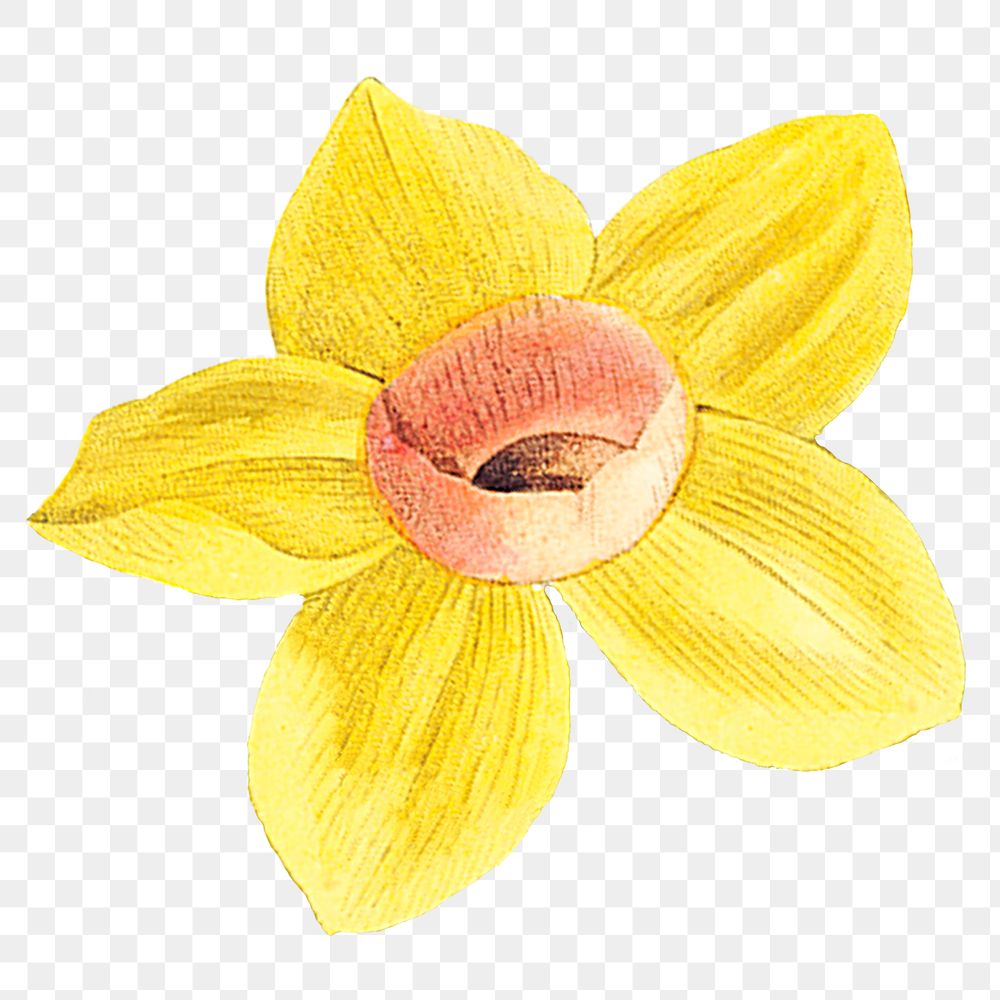 Yellow daffodil png vintage flower illustration, transparent background