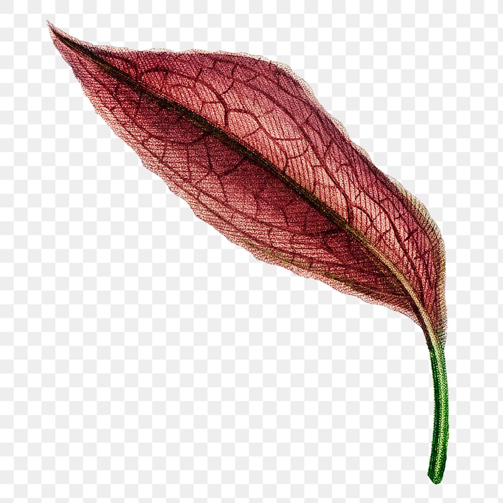 Red leaf png vintage illustration, transparent background