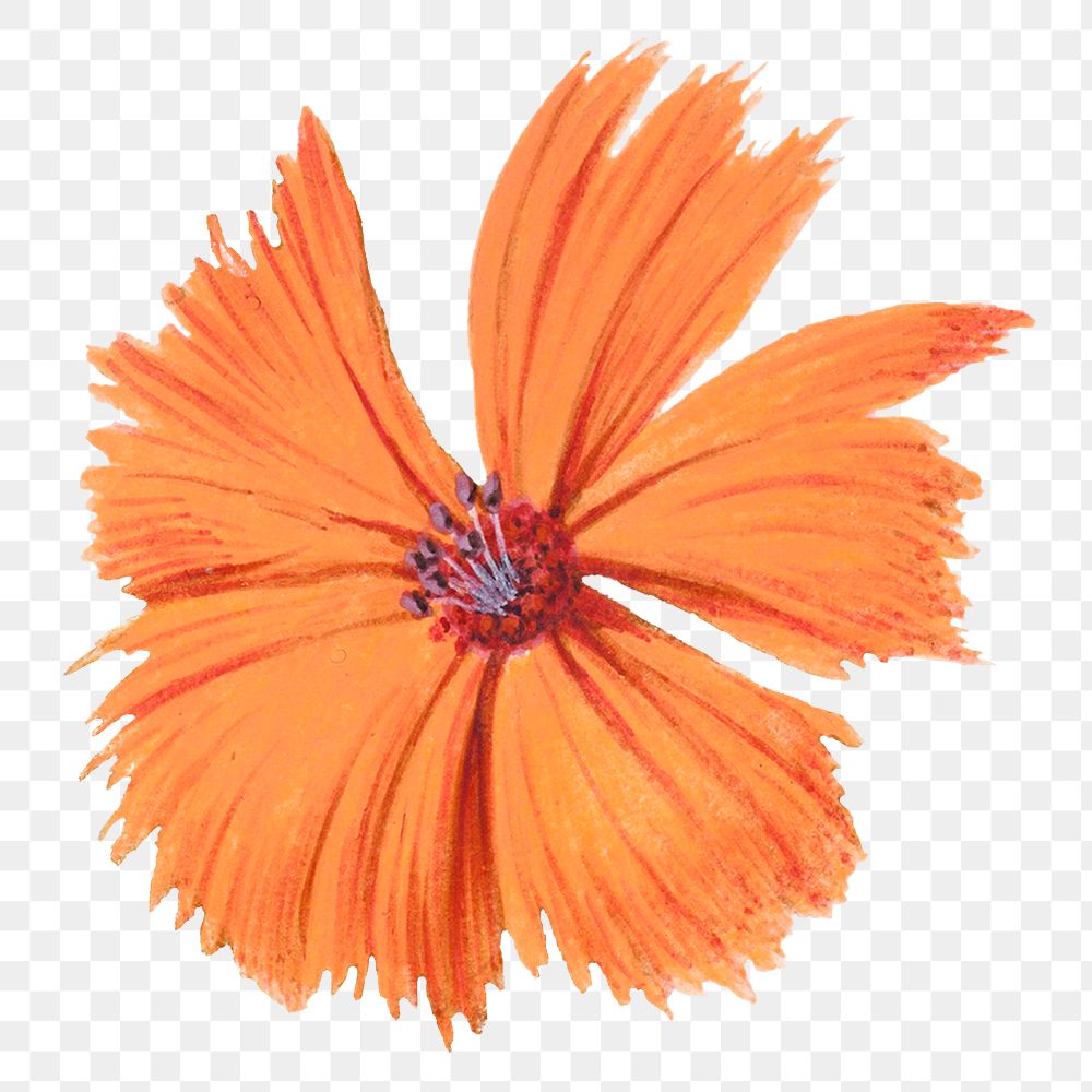 PNG vintage orange flower illustration, transparent background