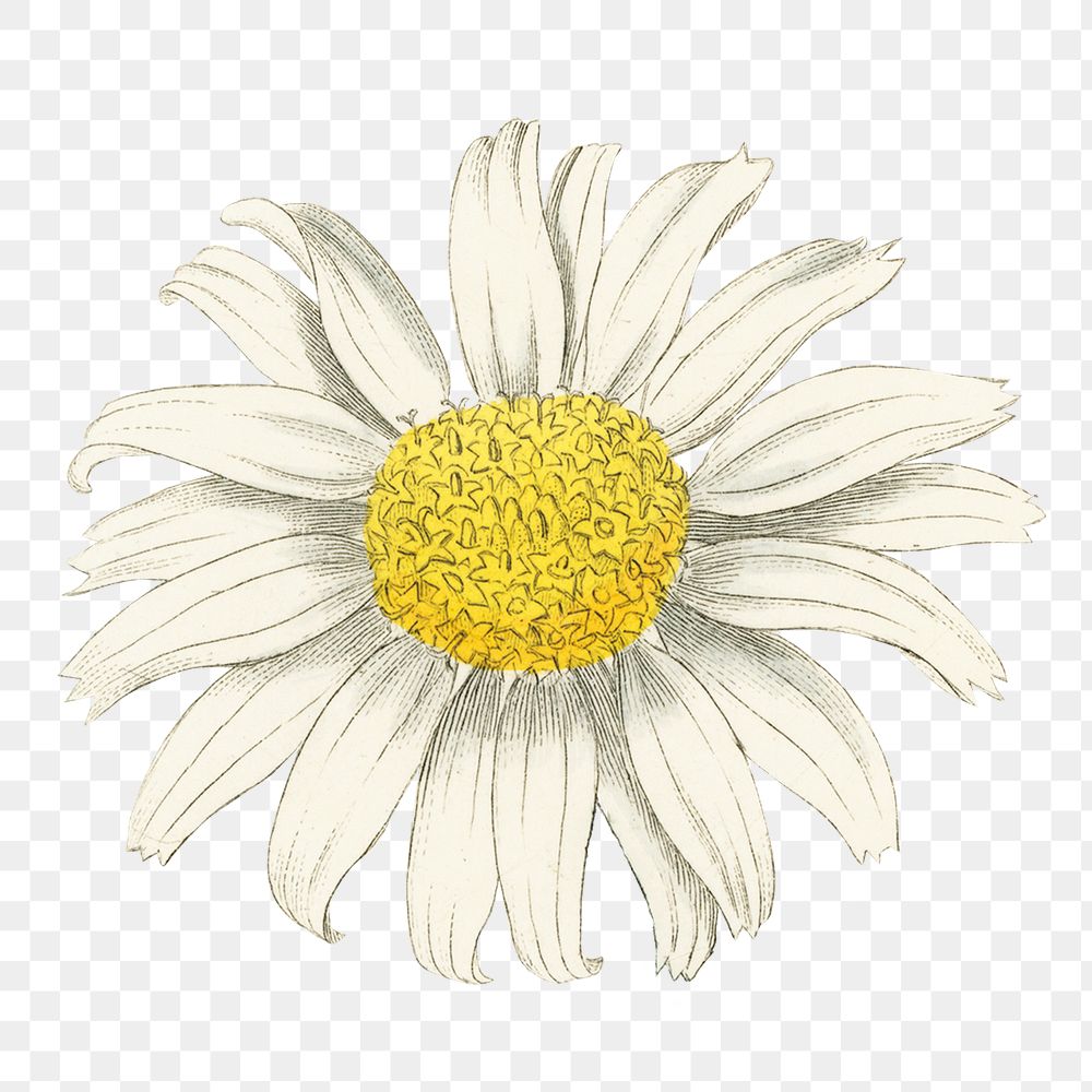 White daisy png vintage flower, transparent background