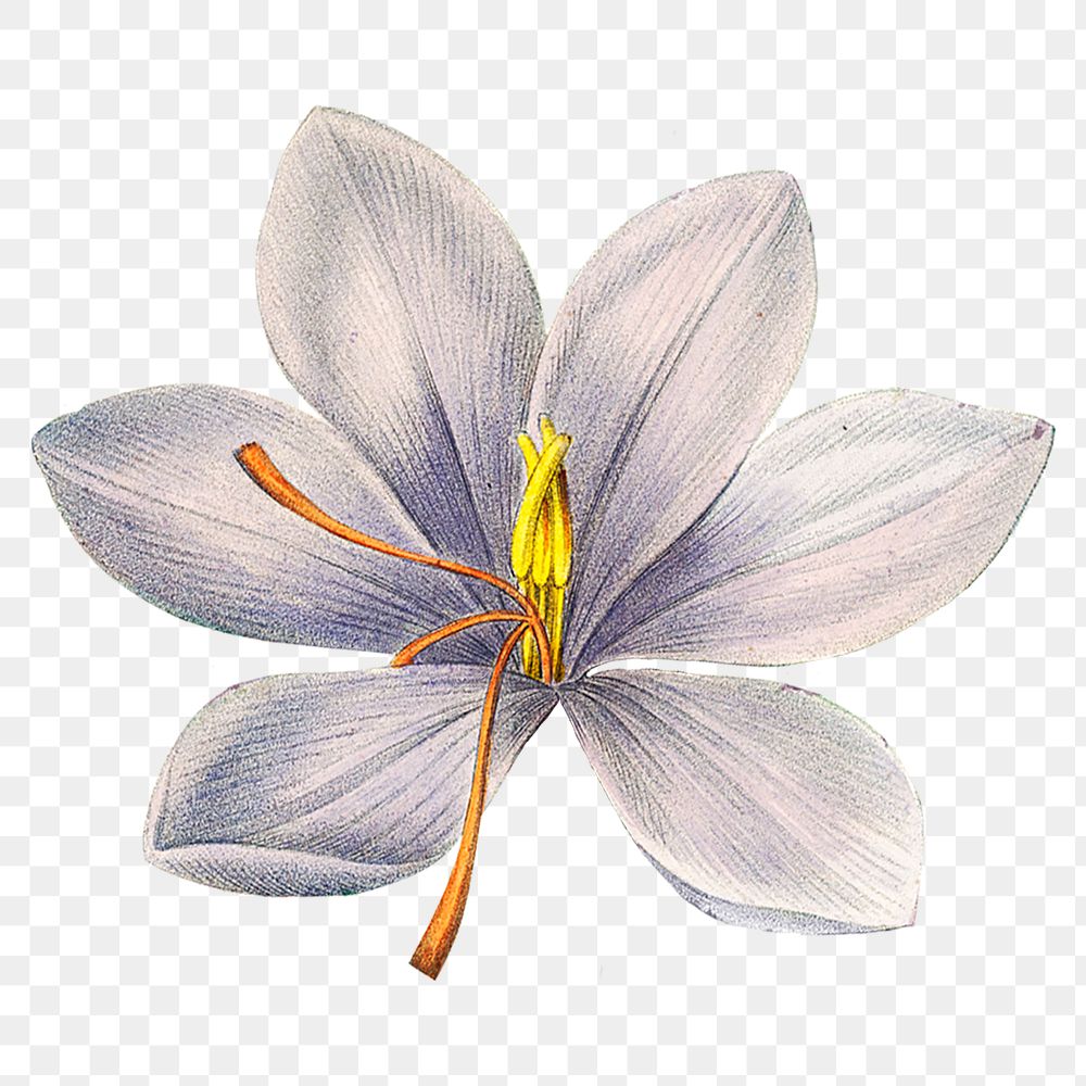 Vintage crocus png flower illustration, transparent background