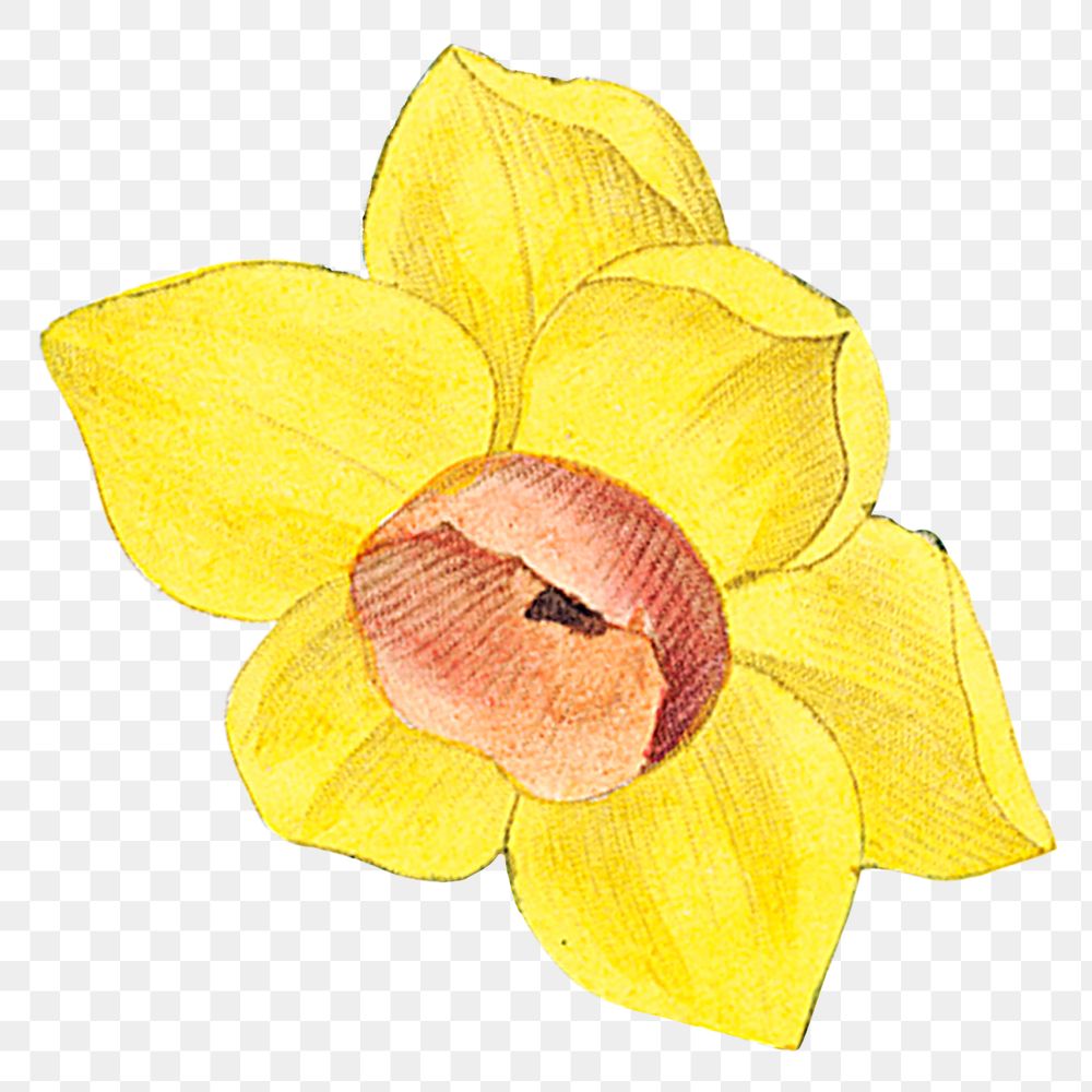 Yellow daffodil png vintage flower illustration, transparent background