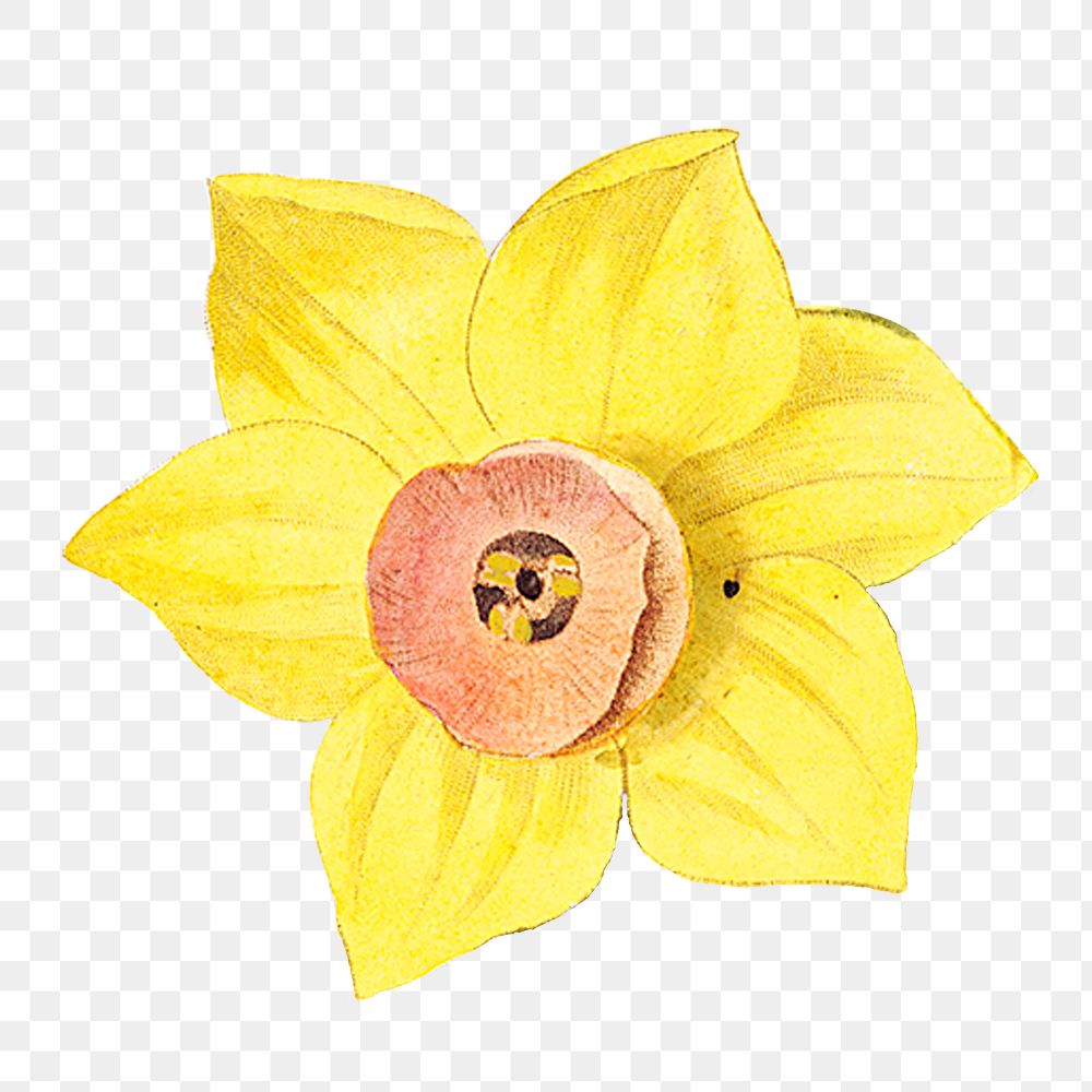 Yellow daffodil png vintage flower illustration, transparent background