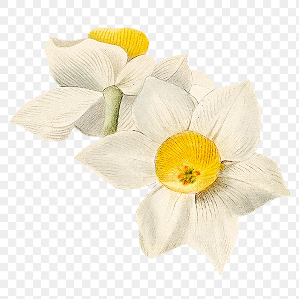 White daffodil png vintage flower illustration, transparent background