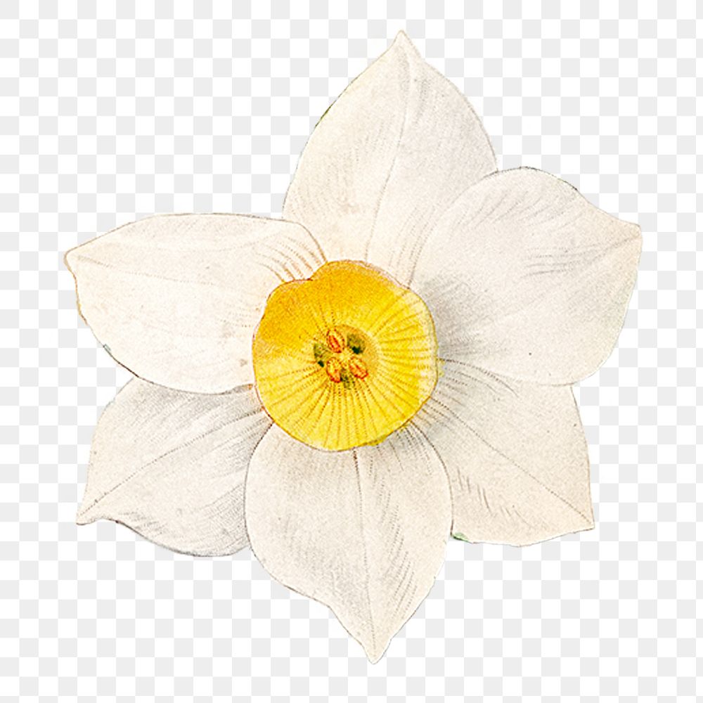 White daffodil png vintage flower illustration, transparent background