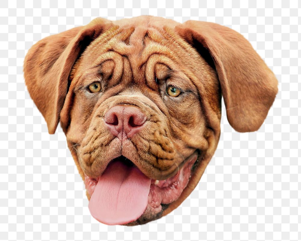 Png brown wrinkly Bulldog head, transparent background