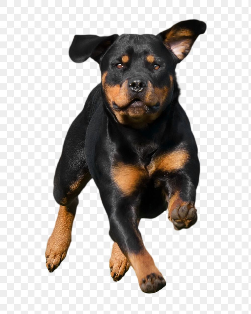 Png running black Rottweiler, transparent background