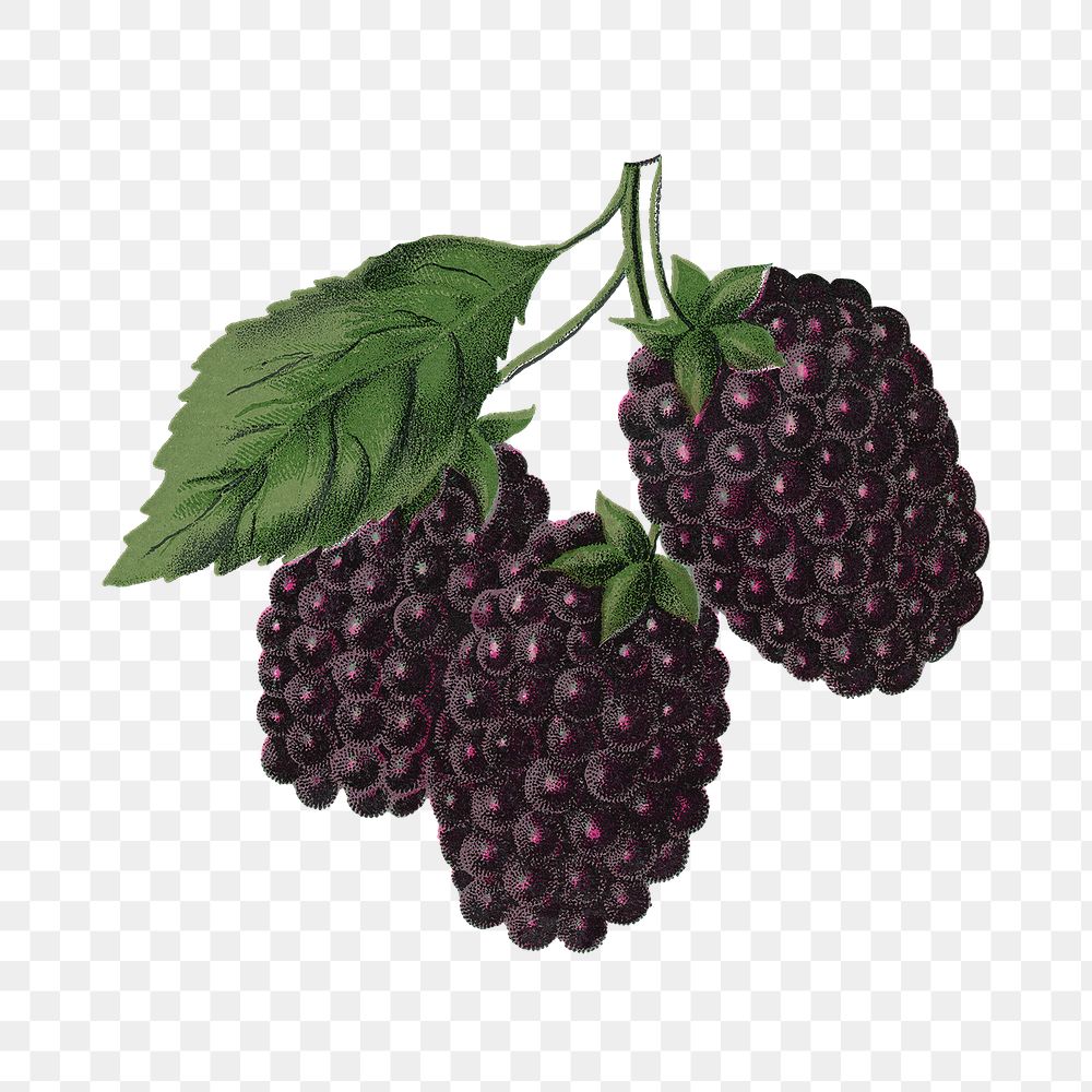 PNG blackberry fruit vintage illustration, transparent background