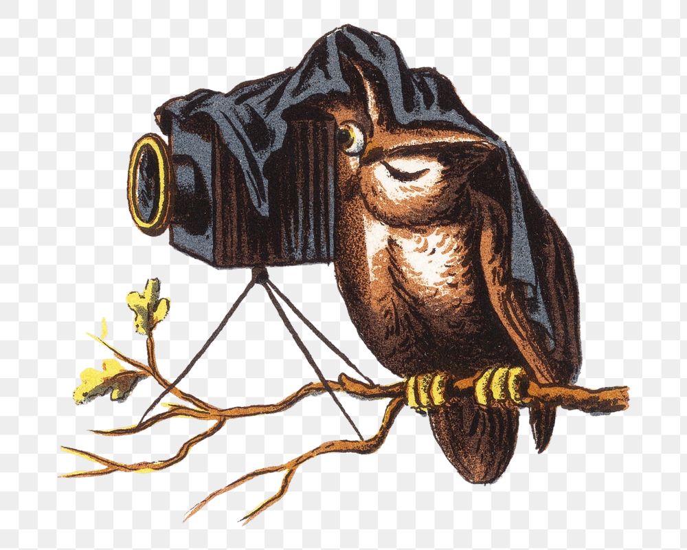 PNG Owl with camera, vintage animal bird illustration, transparent background. Remixed by rawpixel.