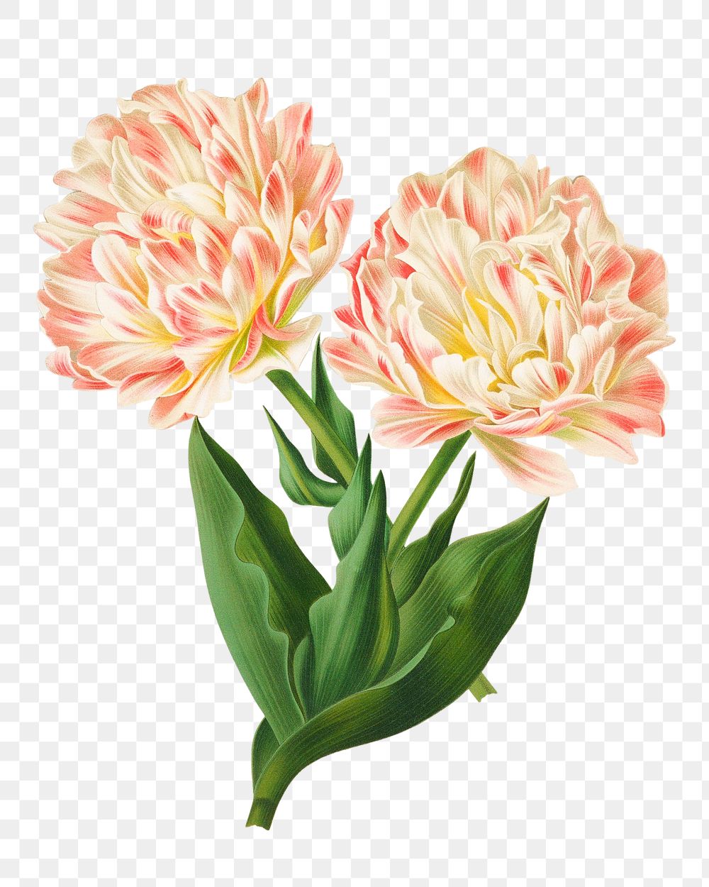PNG Double tulips, vintage flower illustration by Arentine H. Arendsen, transparent background. Remixed by rawpixel.