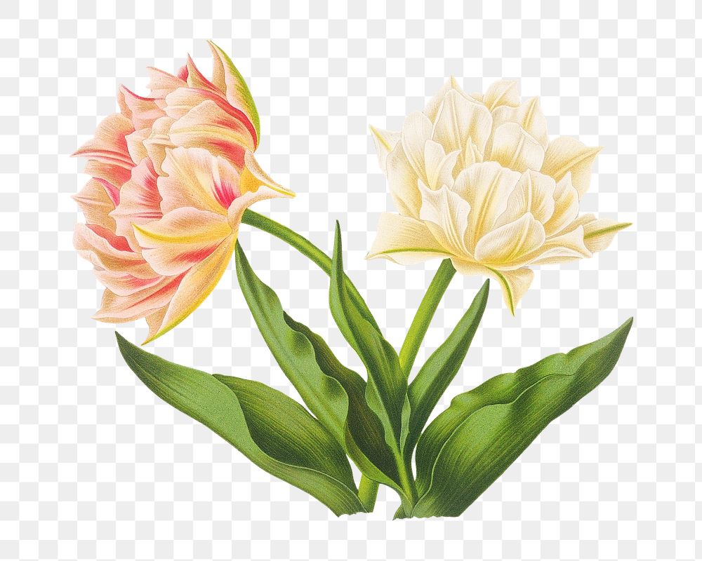 PNG Double tulips, vintage flower illustration by Arentine H. Arendsen, transparent background. Remixed by rawpixel.