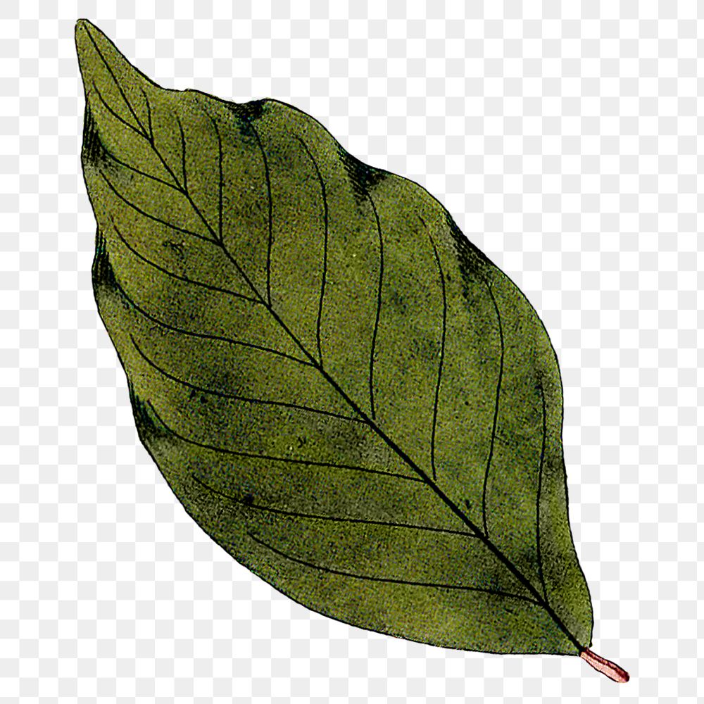 Green leaf png vintage illustration, transparent background