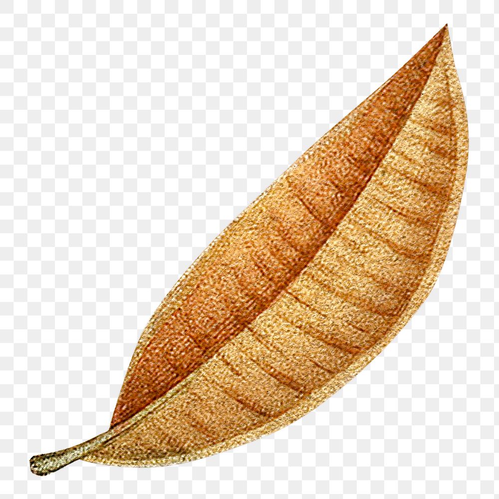 Brown leaf png vintage illustration, transparent background